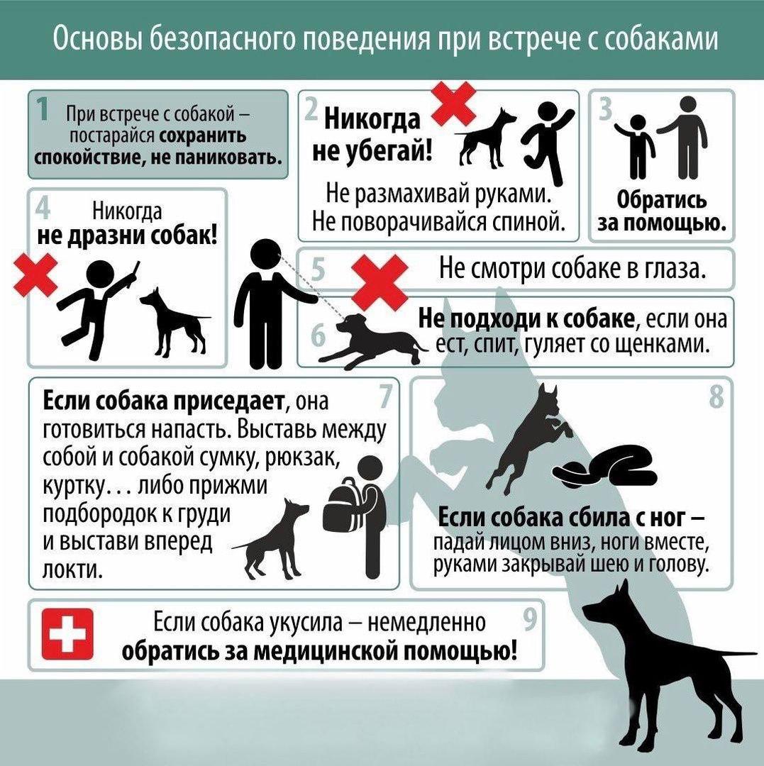 Правила выгула собак.