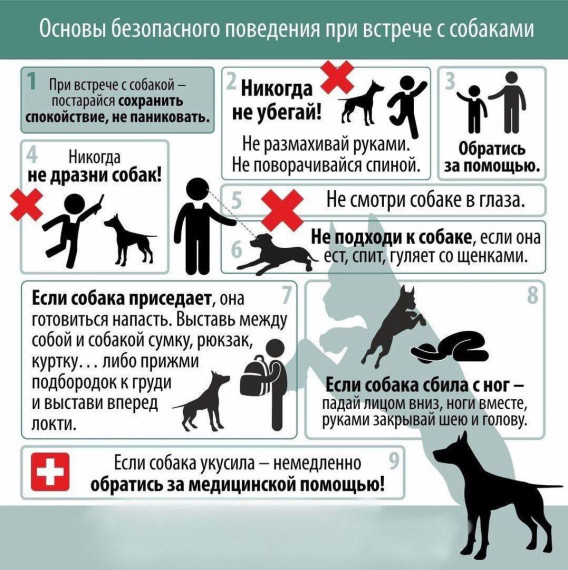Правила выгула собак. Правила выгула собак.